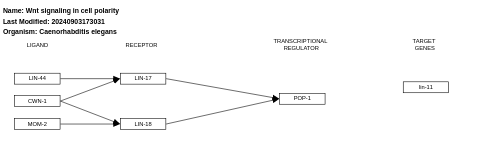 Wnt signaling in cell polarity