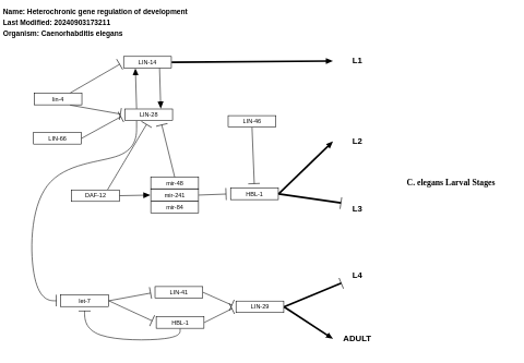 Heterochronic gene regulation of development