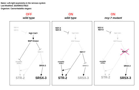 Left-right asymmetry in the nervous system