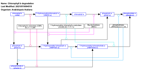 Chlorophyll b degradation