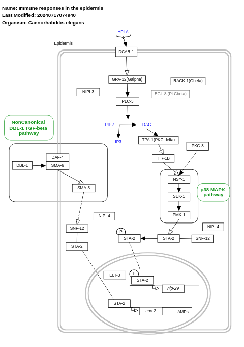 Immune responses in the epidermis