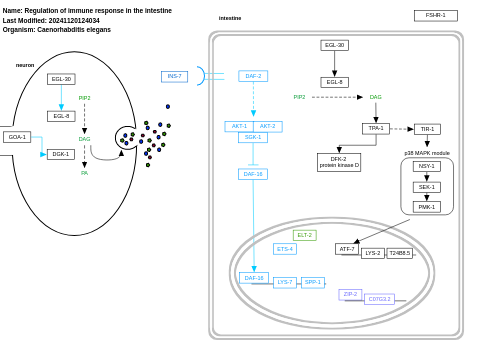 Regulation of immune response in the intestine