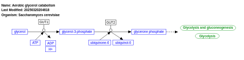 Aerobic glycerol catabolism