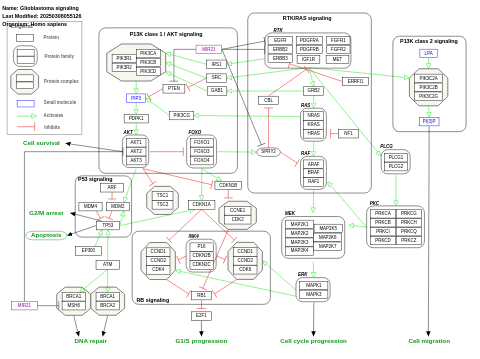 Glioblastoma signaling pathways