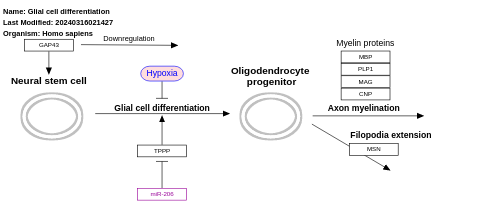 Glial cell differentiation