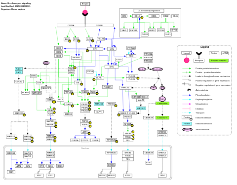 B cell receptor signaling pathway