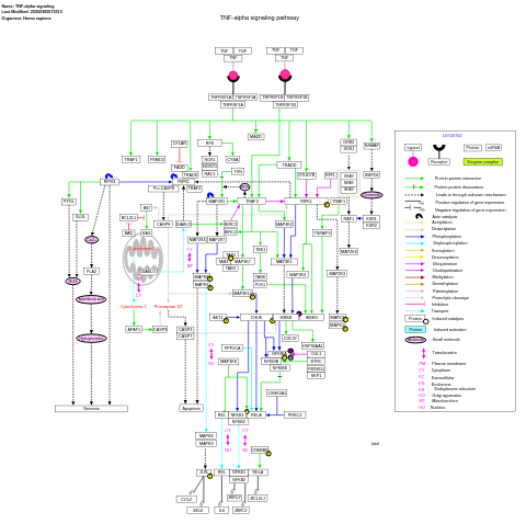 TNF-alpha signaling pathway