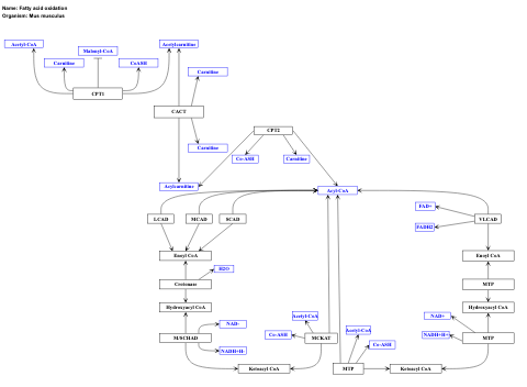 Fatty acid oxidation