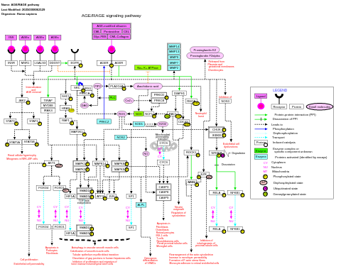 AGE/RAGE pathway