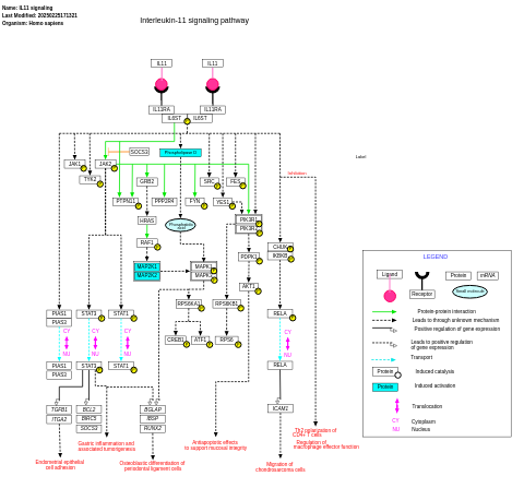 Interleukin-11 signaling pathway