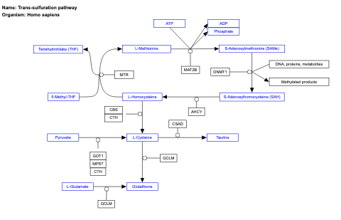 Trans-sulfuration pathway