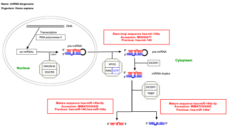 miRNA biogenesis