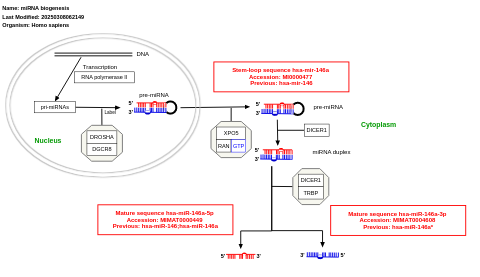 miRNA biogenesis