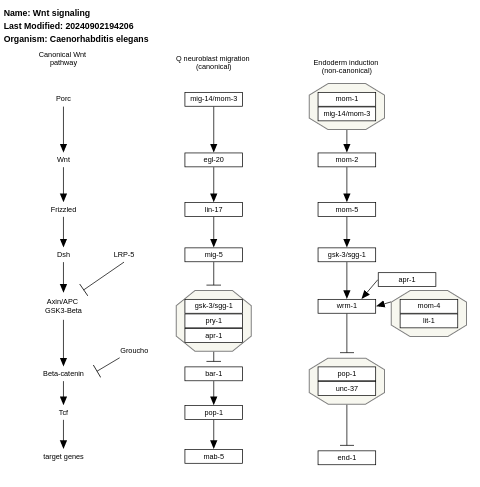 Wnt signaling