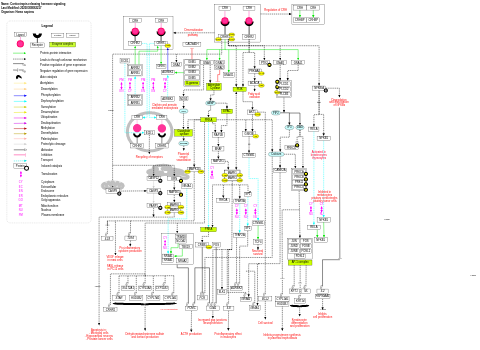 Corticotropin-releasing hormone signaling pathway