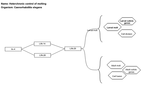 Heterchronic control of molting