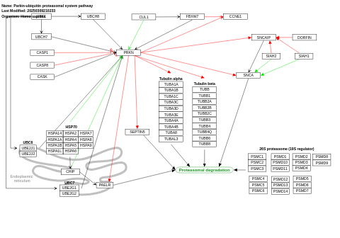 Parkin-ubiquitin proteasomal system pathway