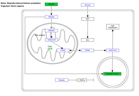 Butyrate-induced histone acetylation