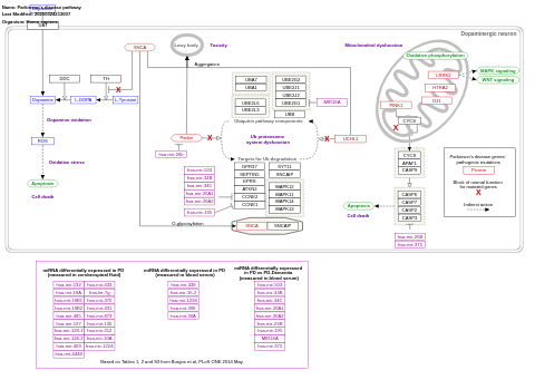 Parkinson's disease pathway