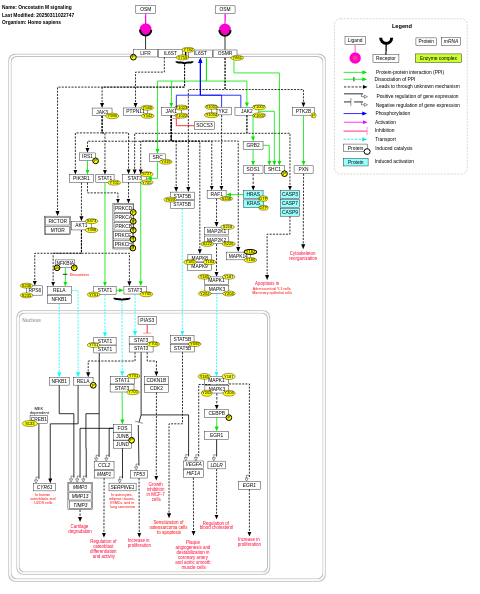 Oncostatin M signaling pathway