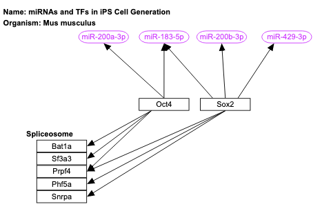 miRNAs and TFs in iPS Cell Generation