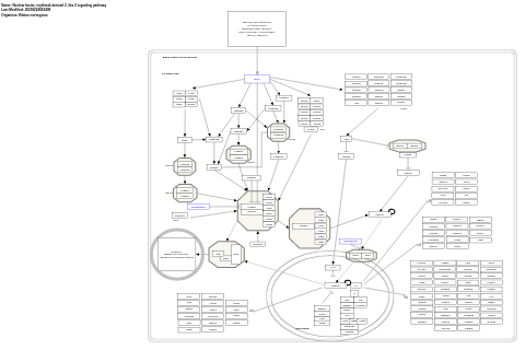 Nuclear factor, erythroid-derived 2, like 2 signaling pathway