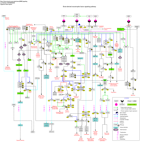 Brain-derived neurotrophic factor (BDNF) signaling pathway