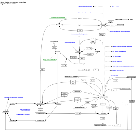 Alanine and aspartate metabolism