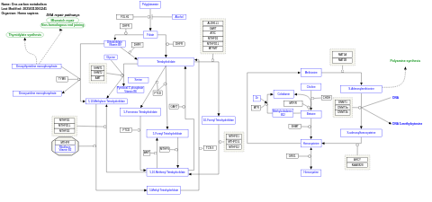 One-carbon metabolism