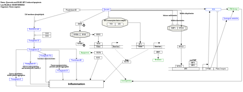 Quercetin and Nf-kB / AP-1 induced apoptosis