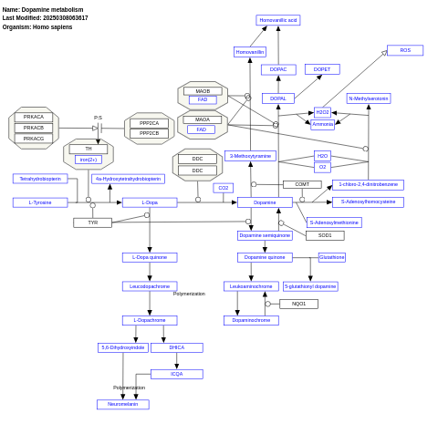 Dopamine metabolism