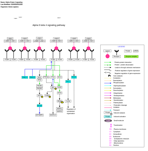 Alpha 6 beta 4 signaling pathway