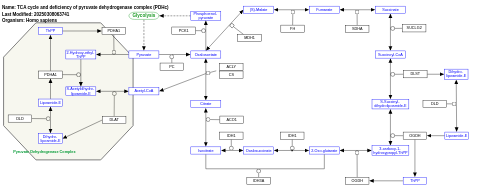 TCA cycle and deficiency of pyruvate dehydrogenase complex (PDHc)