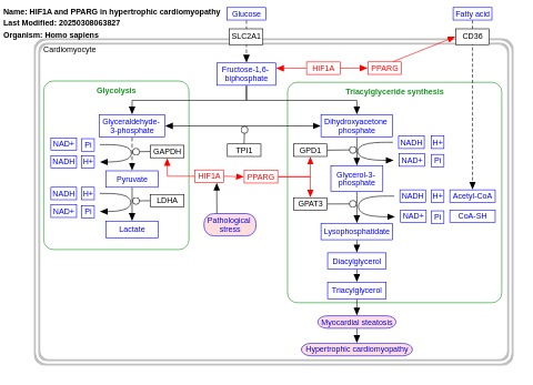 HIF1A and PPARG regulation of glycolysis