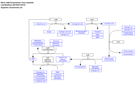 NAD biosynthesis I from aspartate