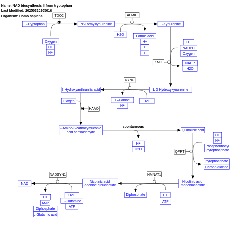 NAD biosynthesis II (from tryptophan)