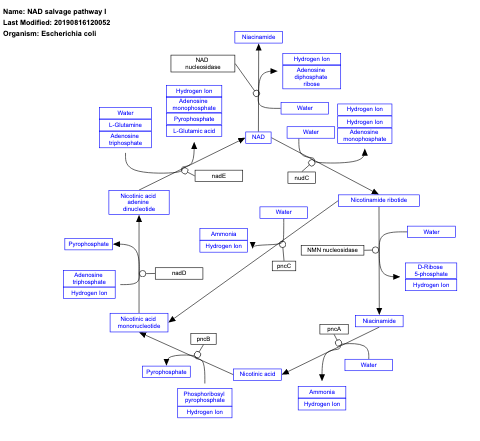 NAD salvage pathway I