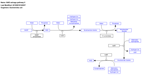 NAD salvage pathway II