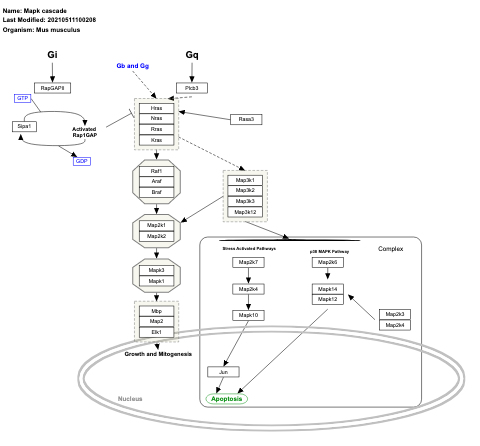 Mapk cascade