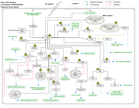 ATM signaling pathway