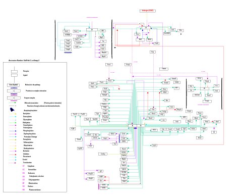 Androgen receptor signaling pathway