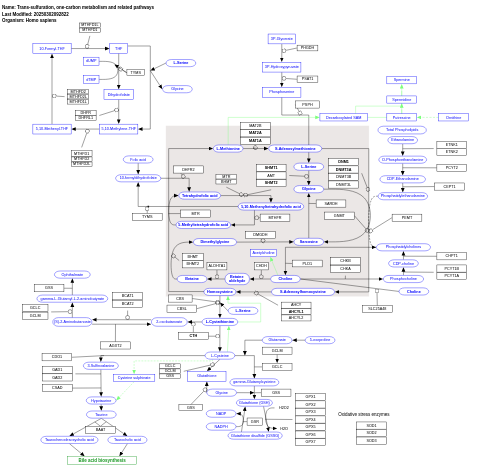 Trans-sulfuration, one-carbon metabolism and related pathways