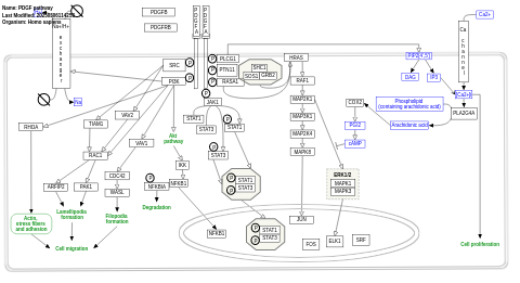 PDGF pathway