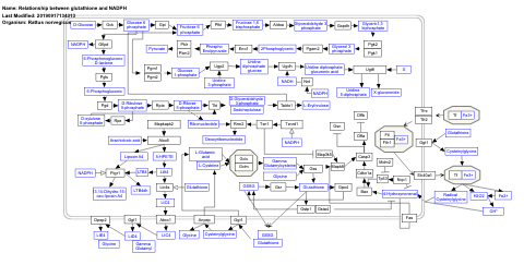 Relationship between glutathione and NADPH