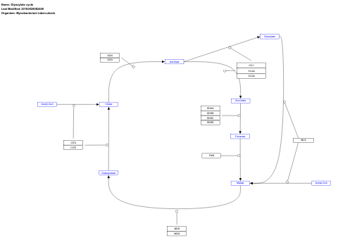 Glyoxylate cycle