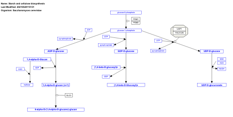 Starch and cellulose biosynthesis