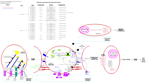 Primary focal segmental glomerulosclerosis (FSGS)