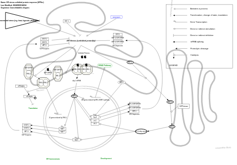 ER stress-unfolded protein response (UPRer)