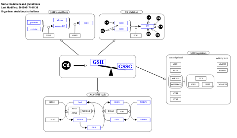 Cadmium and glutathione