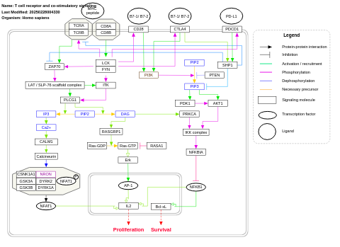 T cell receptor and co-stimulatory signaling